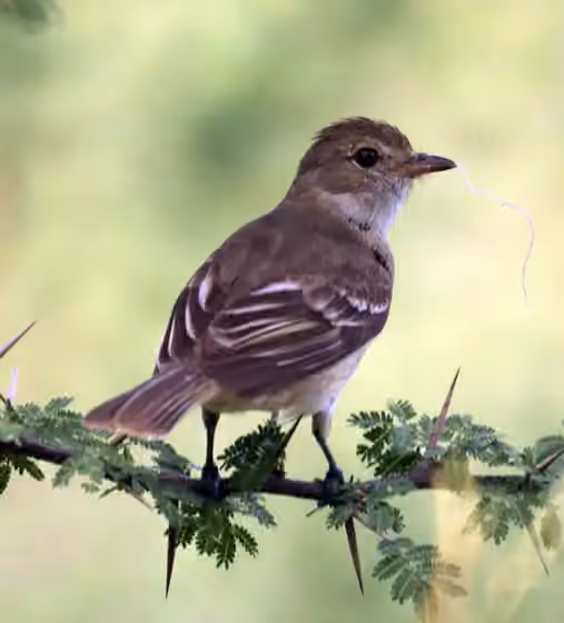 Dokumentasi Elaenia martinica