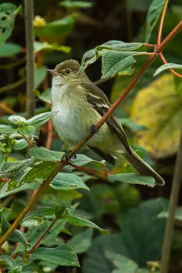 Dokumentasi Elaenia pallatangae