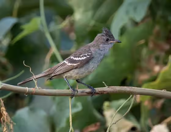 Dokumentasi Elaenia ridleyana