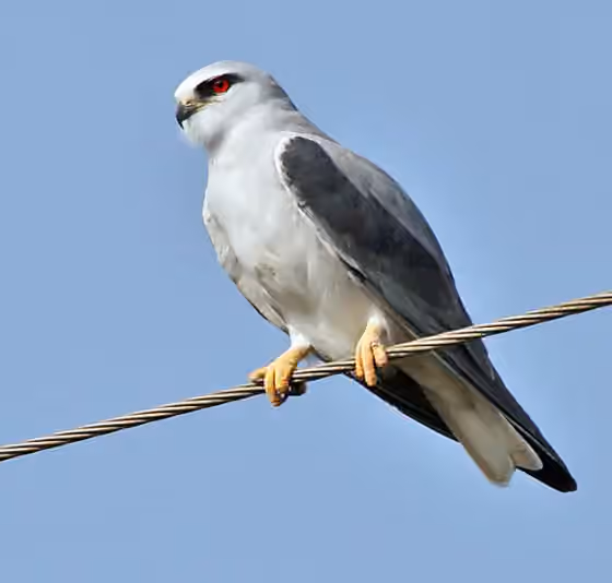 Dokumentasi Elanus caeruleus