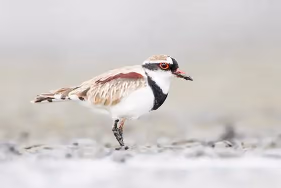 Dokumentasi Elseyornis melanops