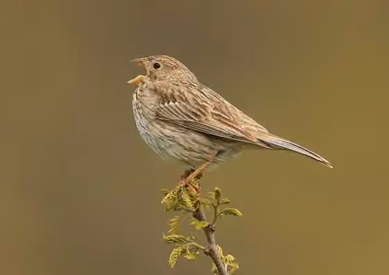 Dokumentasi Emberiza calandra