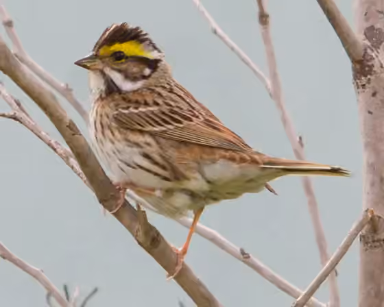 Dokumentasi Emberiza chrysophrys