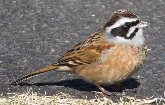 Dokumentasi Emberiza cioides