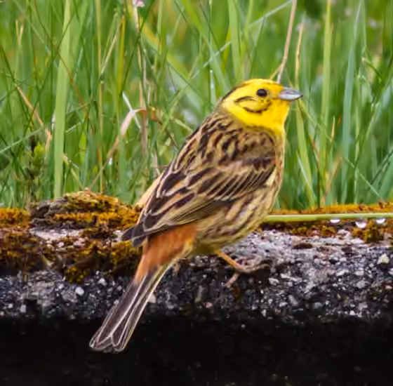 Dokumentasi Emberiza citrinella