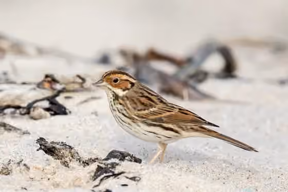 Dokumentasi Emberiza pusilla