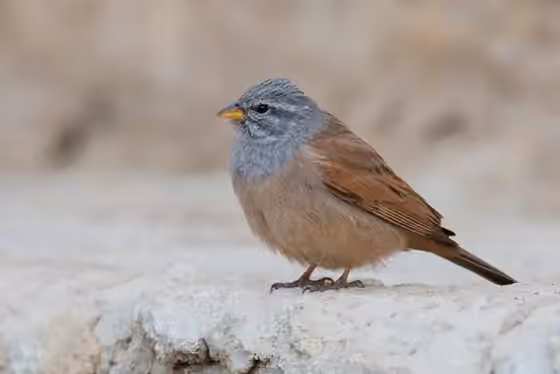 Dokumentasi Emberiza sahari