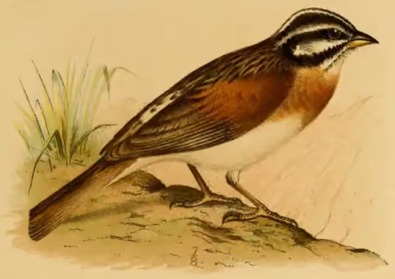 Ilustrasi Emberiza socotrana