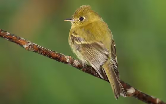 Dokumentasi Empidonax flavescens