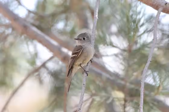 Dokumentasi Empidonax hammondii