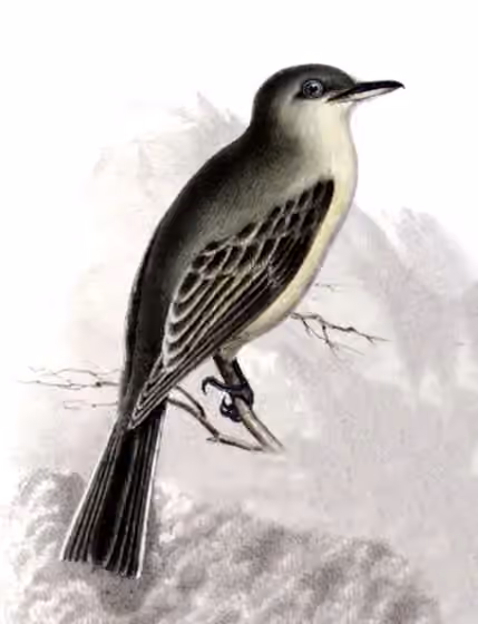 Ilustrasi Empidonax wrightii