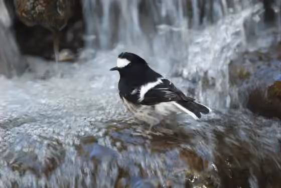 Dokumentasi Enicurus scouleri