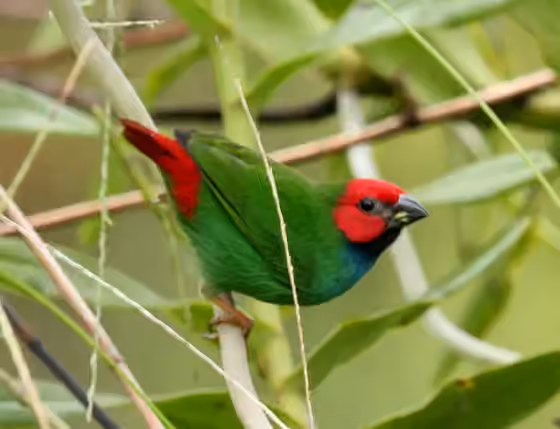 Dokumentasi Erythrura pealii