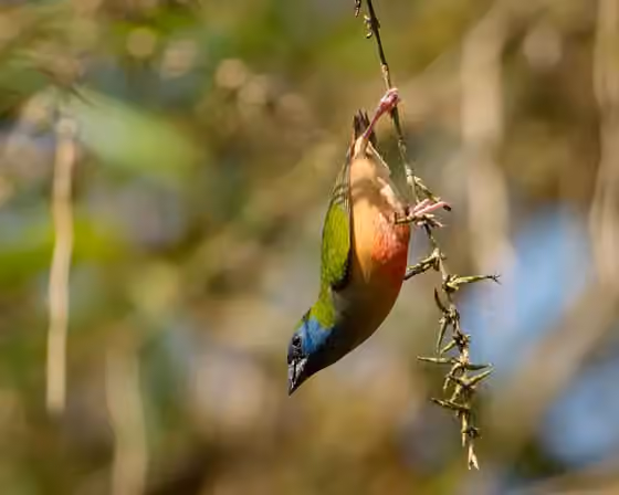 Dokumentasi Erythrura prasina