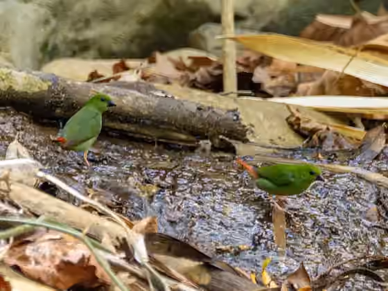 Dokumentasi Erythrura viridifacies