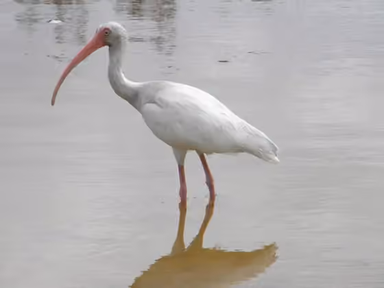 Dokumentasi Eudocimus albus