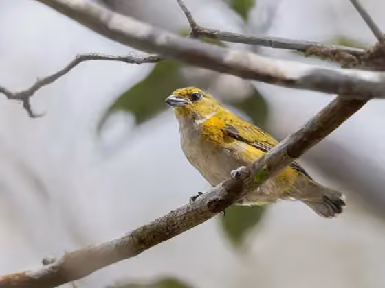 Dokumentasi Euphonia cayennensis