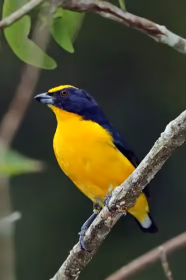 Dokumentasi Euphonia laniirostris