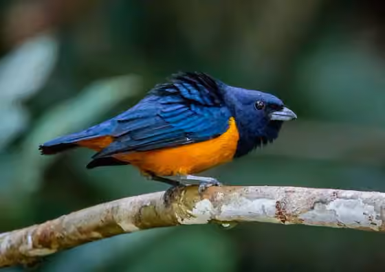 Dokumentasi Euphonia rufiventris