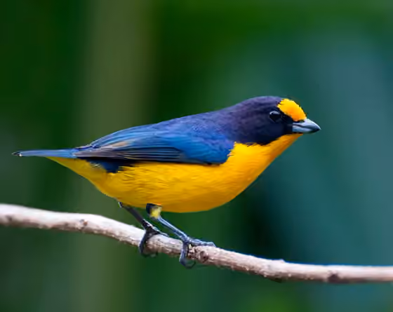Dokumentasi Euphonia violacea