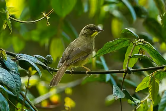 Dokumentasi Eurillas latirostris