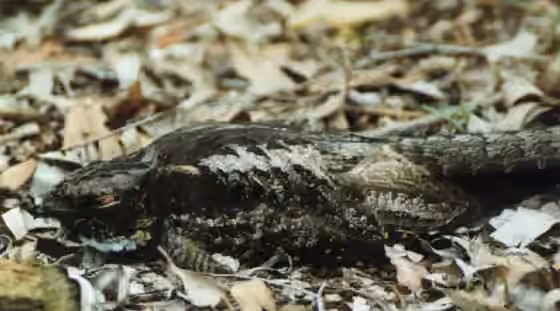 Dokumentasi Eurostopodus mystacalis
