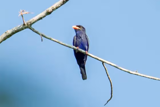 Dokumentasi Eurystomus azureus