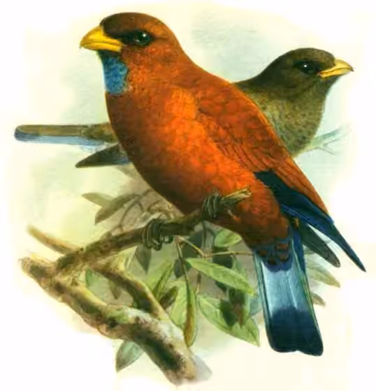 Ilustrasi Eurystomus gularis