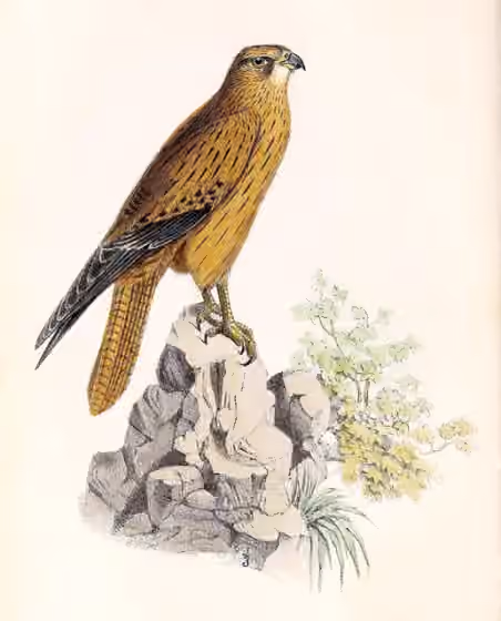 Ilustrasi Falco alopex