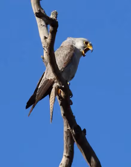 Dokumentasi Falco hypoleucos