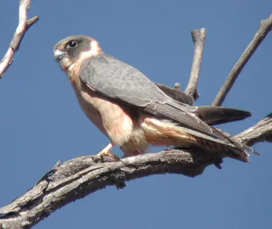 Dokumentasi Falco longipennis