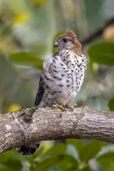 Dokumentasi Falco punctatus