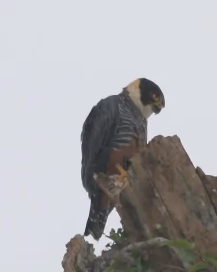 Dokumentasi Falco rufigularis