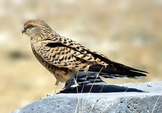 Dokumentasi Falco rupicoloides