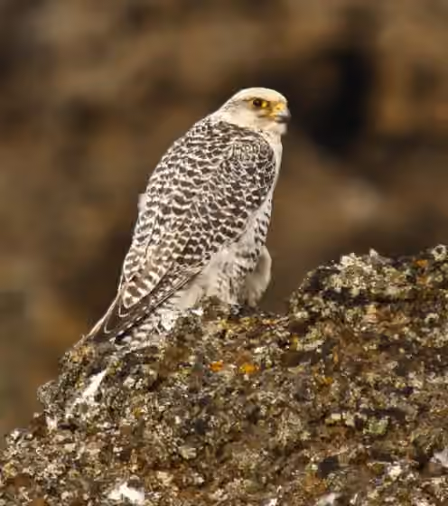 Dokumentasi Falco rusticolus