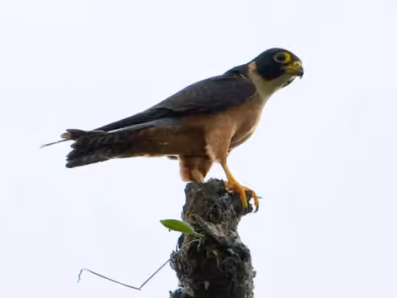 Dokumentasi Falco severus