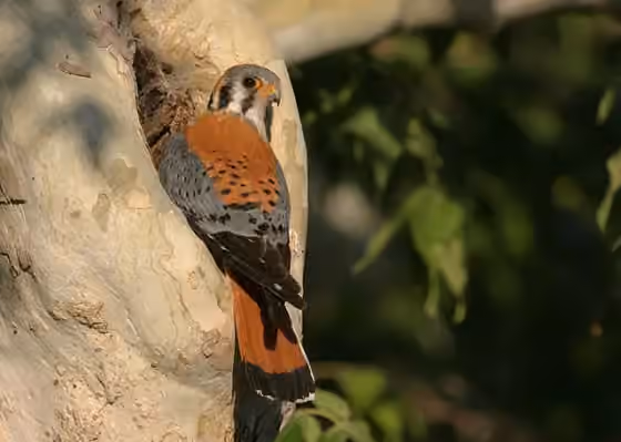 Dokumentasi Falco sparverius