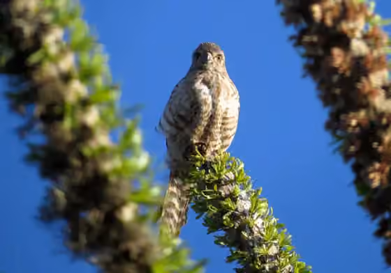 Dokumentasi Falco zoniventris