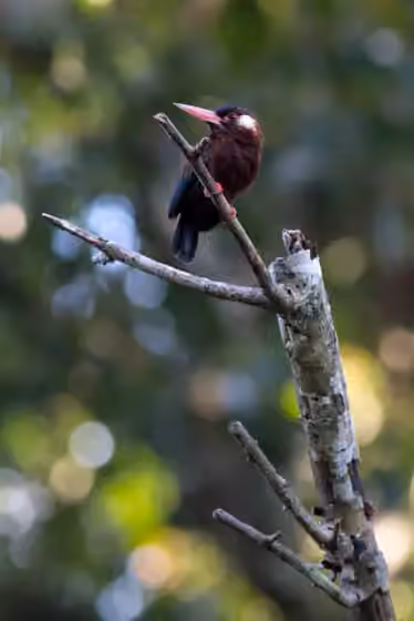 Dokumentasi Galbalcyrhynchus leucotis