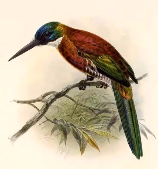 Ilustrasi Galbula chalcothorax