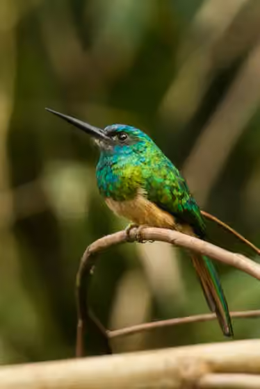 Dokumentasi Galbula cyanescens