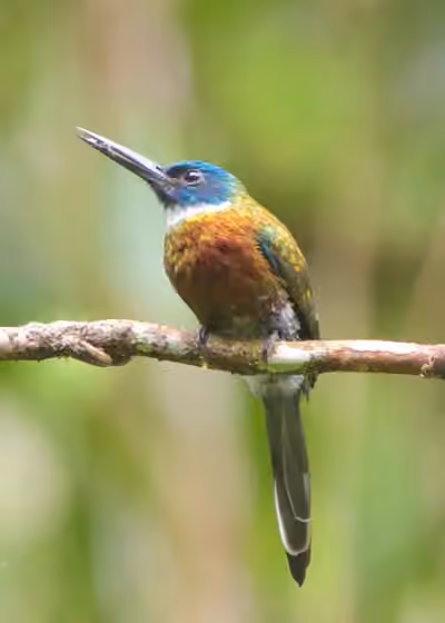 Dokumentasi Galbula leucogastra