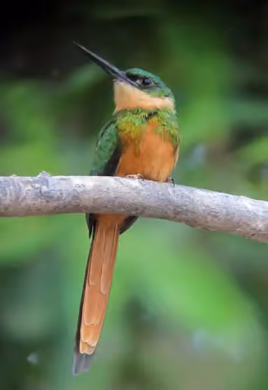 Dokumentasi Galbula ruficauda