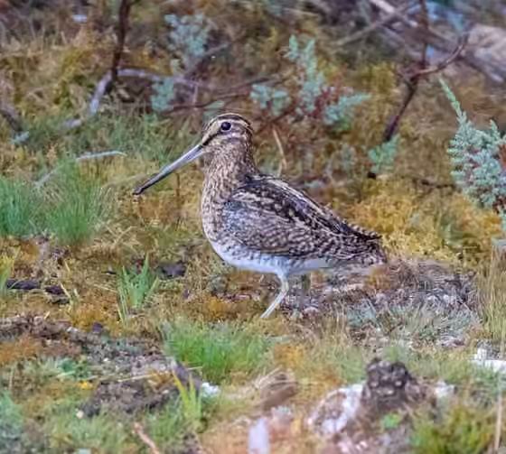 Dokumentasi Gallinago andina