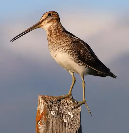 Dokumentasi Gallinago delicata