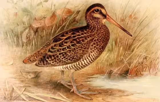Ilustrasi Gallinago nemoricola