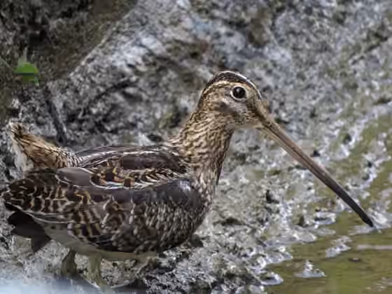 Dokumentasi Gallinago nobilis