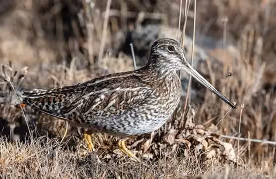 Dokumentasi Gallinago solitaria