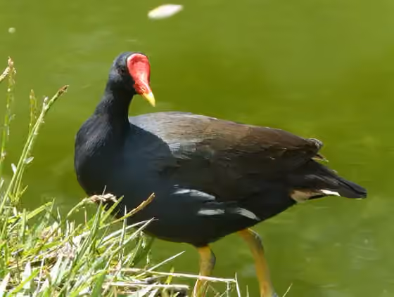 Dokumentasi Gallinula chloropus