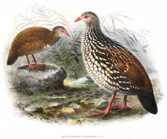 Ilustrasi Galloperdix bicalcarata